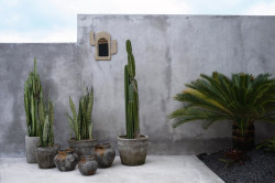 Oglinda Cochilia de Cactus - Albă, Bazar Bizar - Img 3