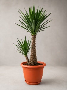 Ghiveci H16 Maro 35cm X 34cm