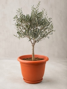 Ghiveci H12 Maro 30cm X 28cm