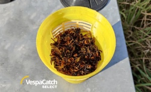 Vespa Catch Select – capcană optimizata pentru viespi si gargauni - Img 2