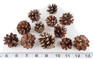 Conuri de pin mini - punga 10 buc