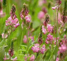 Seminte de sparceta  (Onobrychis viciifolia)