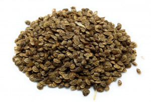 Seminte de sparceta (Onobrychis viciifolia) - 1 kg