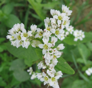 Seminte de hrisca (Fagopyrum esculentum) - 1 kg
