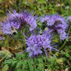 Seminte de facelia (Phacelia tanacetifolia) - 1 kg