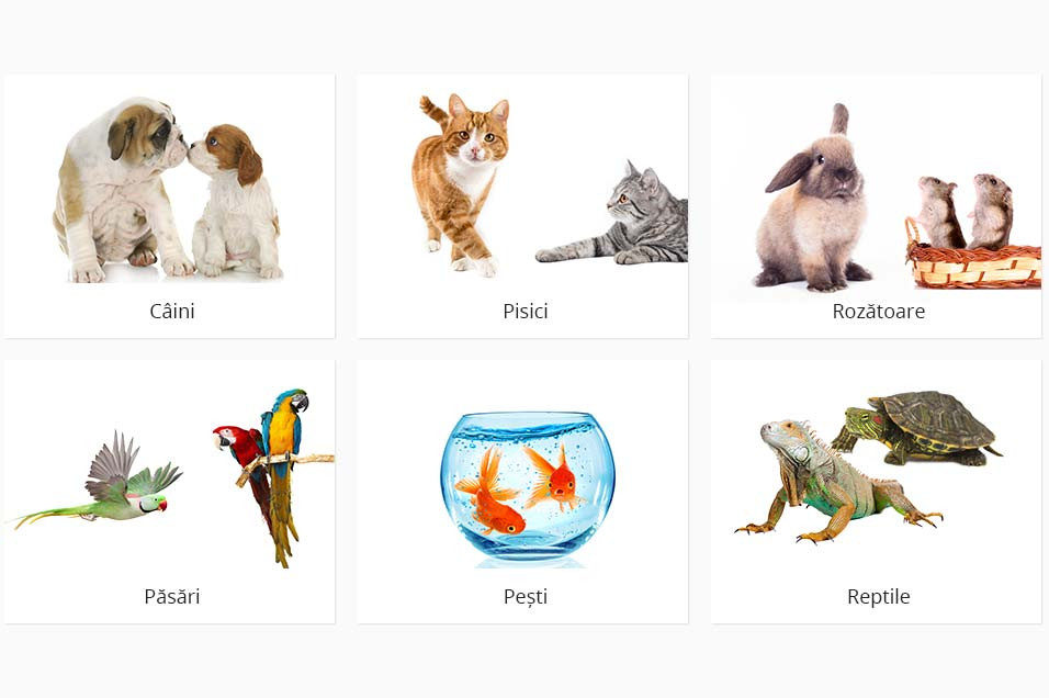 Petshop