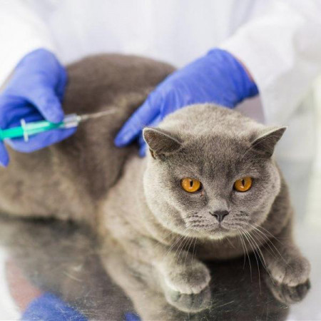 Vaccinare anuala pisica adulta