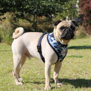 Puppia caini Bobby Ham A - Img 2
