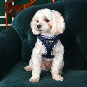 Ham caini Puppia Vivien Check PASD-AC1680 - Img 2