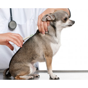 Vaccinare anuala caine adult