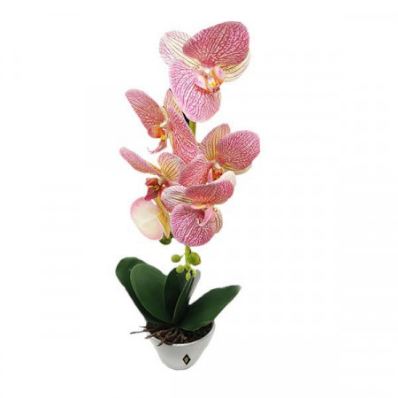 Orhidee pestritata cu aspect natural in ghiveci ceramic alb, 45 cm