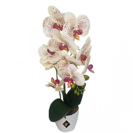 Orhidee pestritata cu aspect natural in ghiveci ceramic alb, 50 cm