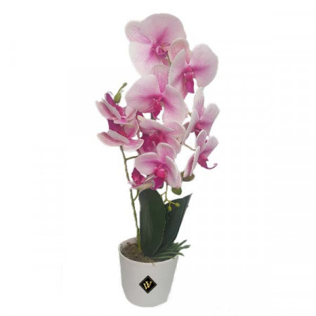 Orhidee alb cu roz cu aspect natural in ghiveci ceramic alb, 50 cm