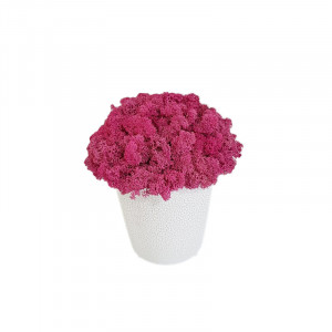 Ghiveci decor cu licheni stabilizati Raspberry Delight, 20 cm inaltime - Img 2