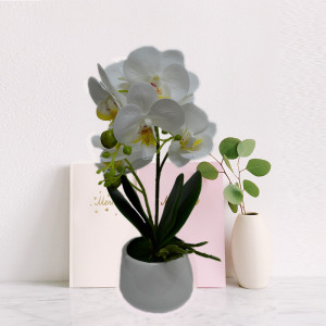 Orhidee cu aspect natural in ghiveci ceramic rotund alb, 35 cm - Img 1