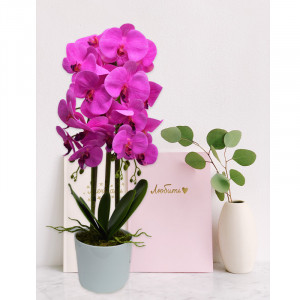 Orhidee cu aspect natural in ghiveci ceramic alb, 60 cm