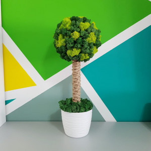 Copacel din licheni stabilizati Greenfresh, 55 cm inaltime, 65 cm circumferinta