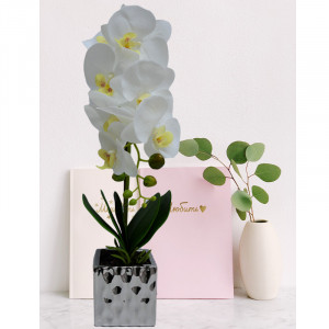 Orhidee cu aspect natural in ghiveci ceramic argintiu, 50 cm - Img 3