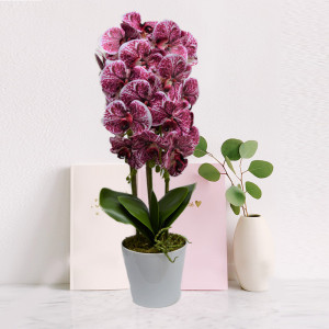 Orhidee cu aspect natural in ghiveci ceramic alb, 60 cm Bordo pestrit