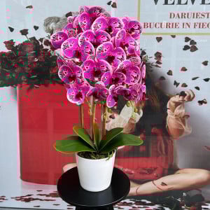 Orhideea aritificiala cu aspect natural in ghiveci ceramic, 68 cm