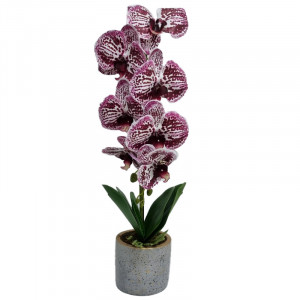 Orhidee cu aspect natural in ghiveci ceramic gri, 50 cm Alb-visiniu