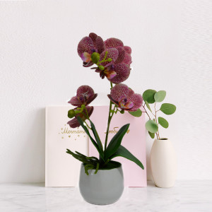Orhidee cu aspect natural in ghiveci ceramic rotund alb, 35 cm Fucsia