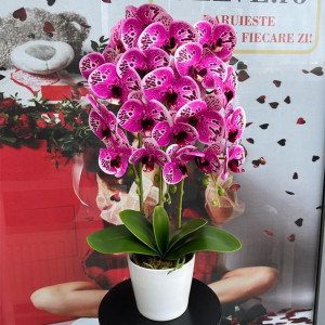 Orhideea aritificiala cu aspect natural in ghiveci ceramic, 68 cm