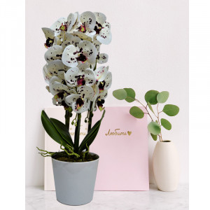 Orhidee cu aspect natural in ghiveci ceramic alb, 60 cm Alb pestrit