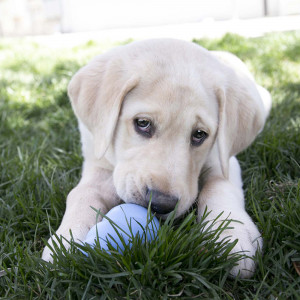 KONG Puppy - Img 5