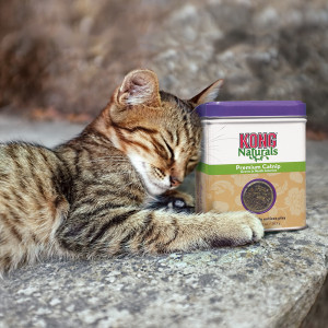 KONG Catnip - Img 3