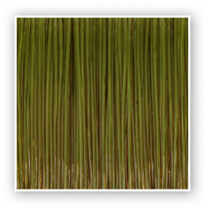 Fir Zebco Trophy Pike 0.30mm 6.90kg 300m Verde - Img 2