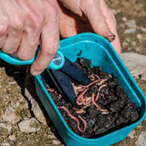 Foarfeca Rive pentru viermi - Img 4
