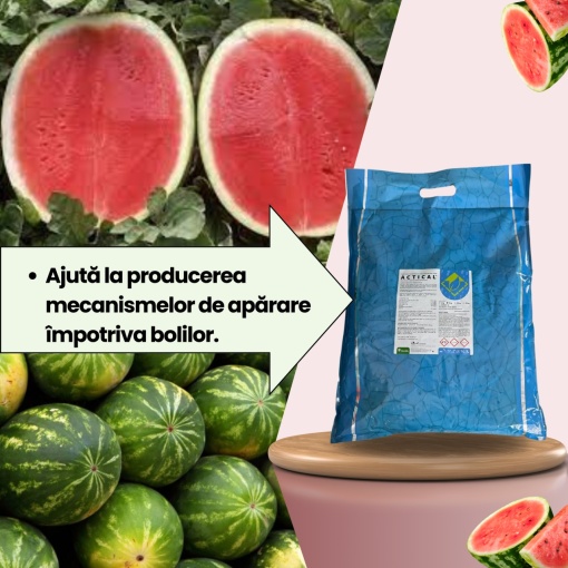 Arbuzy BIOPACK Stage 4 - Rozwój liści - Dojrzewanie - Img 3