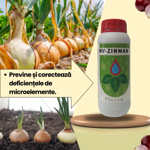 BIOPACK Etap 2 Cebula - Rozwój wegetatywny - Dojrzałość - Img 3