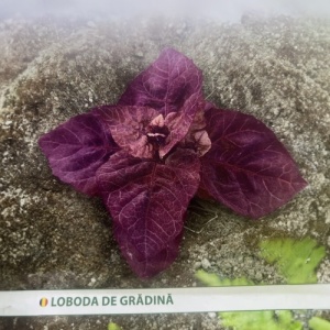 Nasiona ogrodowe Loboda, siew wiosenny