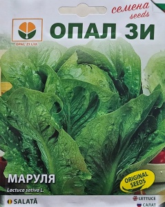 Nasiona sałaty VALMAIN BLACK, odporne na niskie temperatury