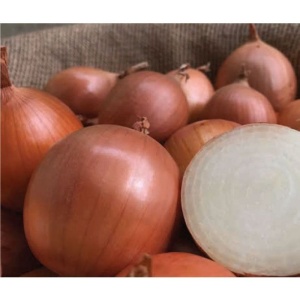 Onion Hybrid PX07713119 F1: Doskonała produkcja, kaliber 60-70 mm