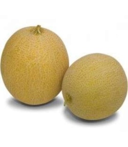 Nasiona melona FENOMENON F1, mieszaniec melona galia