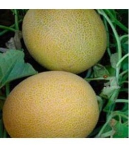 Nasiona melona Galia BRIMOS F1, wczesna odmiana hybrydowa