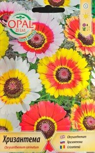 Nasiona CHRYSANTHEMA TUFANICA, wysokość ok. 60cm