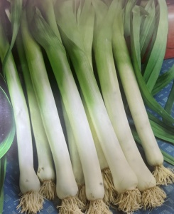 STARA ZAGORA KAMUSH LEEK - Odmiana pora o doskonałych właściwościach