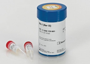Bln I (Avr II) from Brevibacterium linens - 200 UNITS
