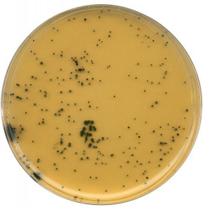 Agar TSC - 500 G