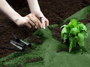 Folie pentru sera de gradina, tesatura agrotextil, 1.6 m x 100 m, 100 de ace, Plonos, Verde - Img 5
