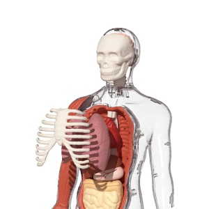 TB_160022 -Model 3D corpul uman cu organe detașabile, TopBright