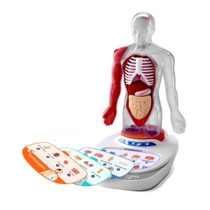 TB_160022 - Set interactiv de anatomie pentru copii, cu organe detașabile, TopBright