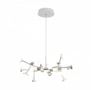 Lustra alba ADN -6261