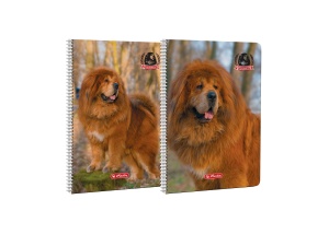 Caiet A4 cu spira, 70 file, dictando, motiv Boss Phantom - Img 2