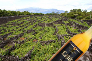 Açores VLQPRD Licoroso do Pico Lajido 0,5l - Img 3
