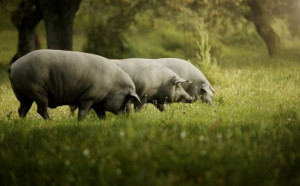 Black Pork (Presunto) 100% Iberico Ham PDO from Alentejo - 40 Months 7-8kg - Img 3